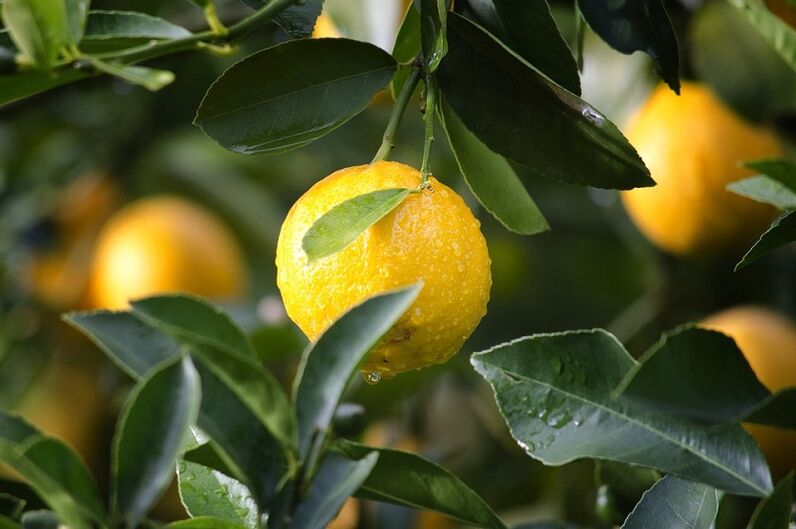 Limón para aumentar la potencia